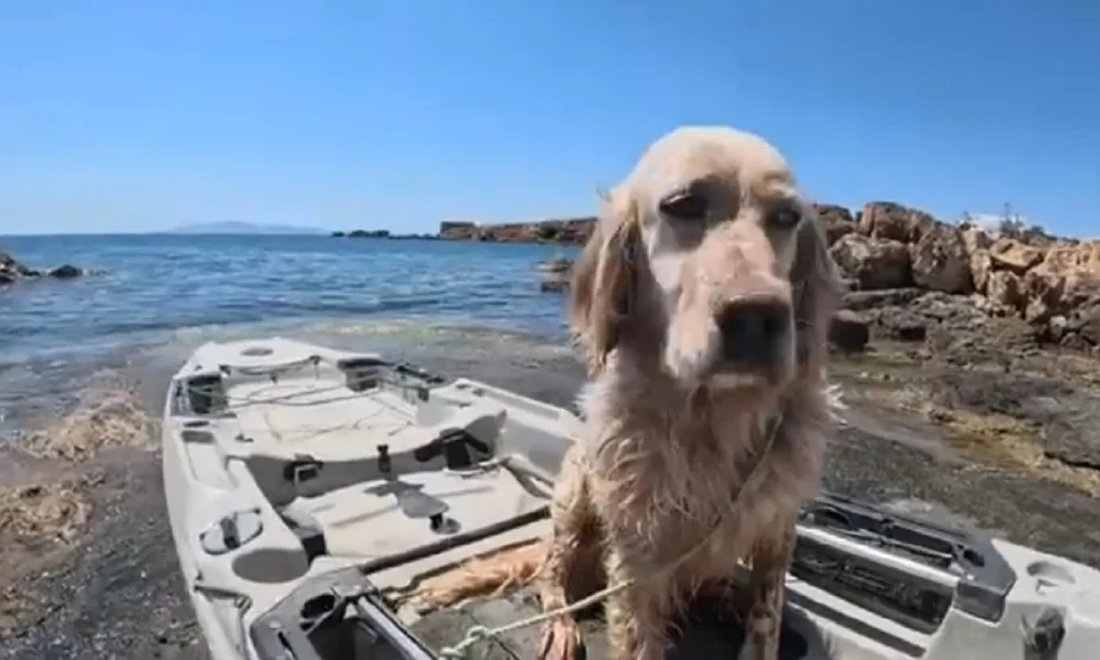 Έλληνας TikToker έσωσε σκύλο στη θάλασσα της Πάρου (Βίντεο)